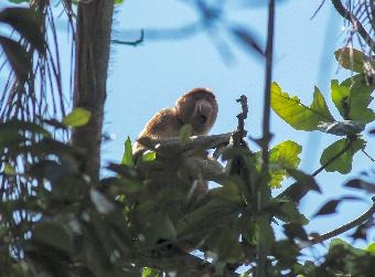 Probiscus Monkey
